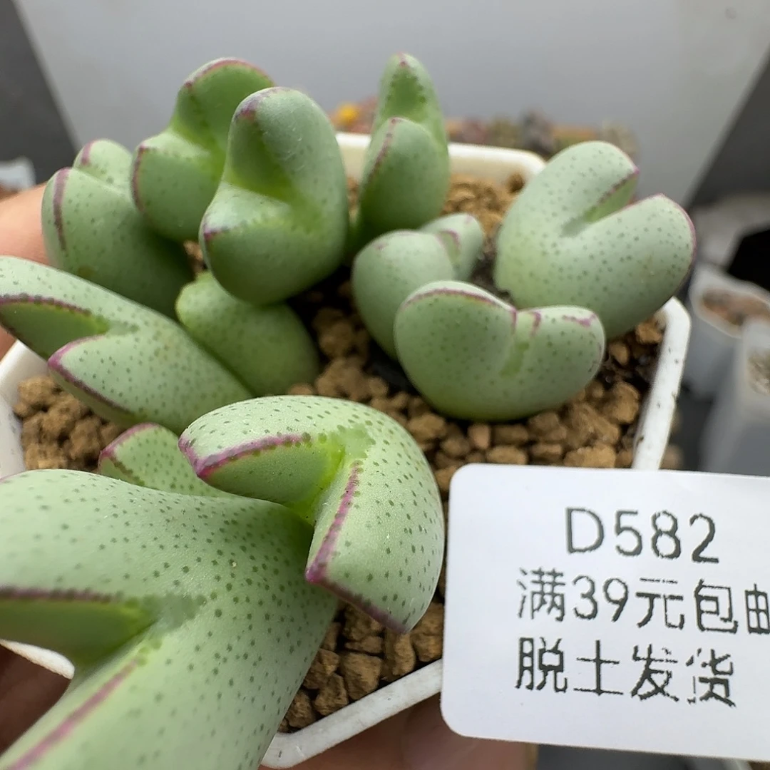 582多肉哈哈哈哈哈哈