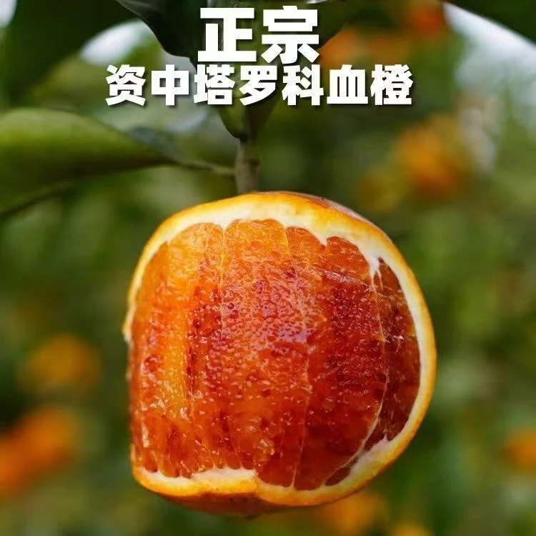 四川黑血橙子5斤新鲜水果当季整箱包邮孕妇塔罗科血橙阳光香甜现