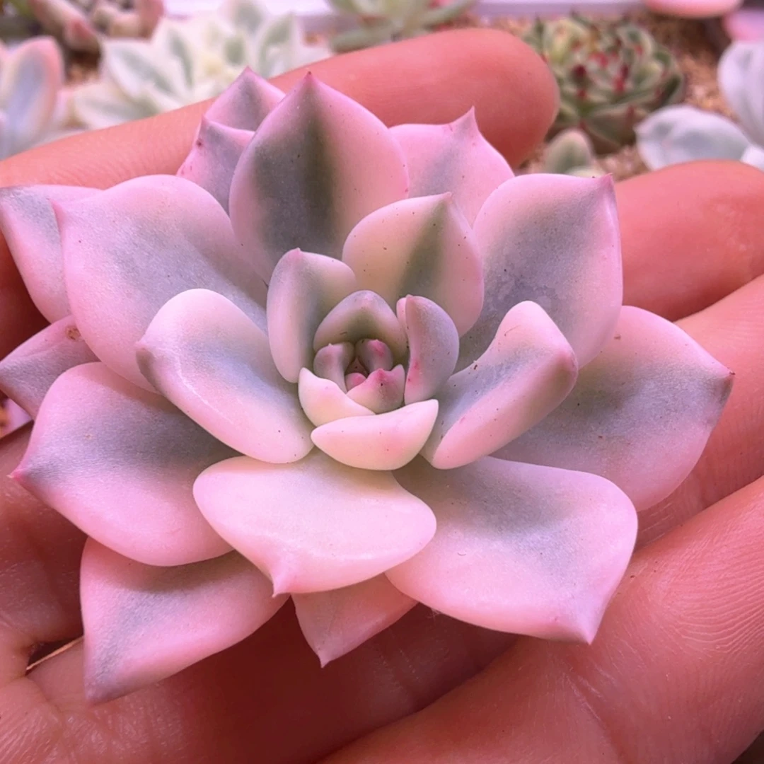 红粉佳人锦 多肉植物