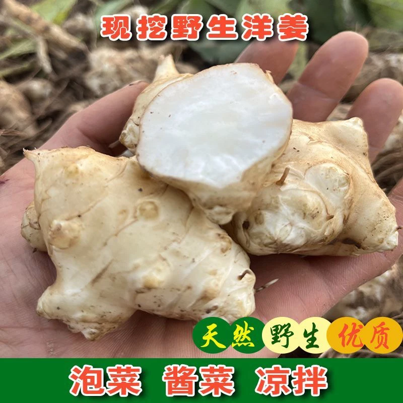 现挖新鲜洋姜菊芋蛋子可腌制酱菜甜姜非生姜种子姜