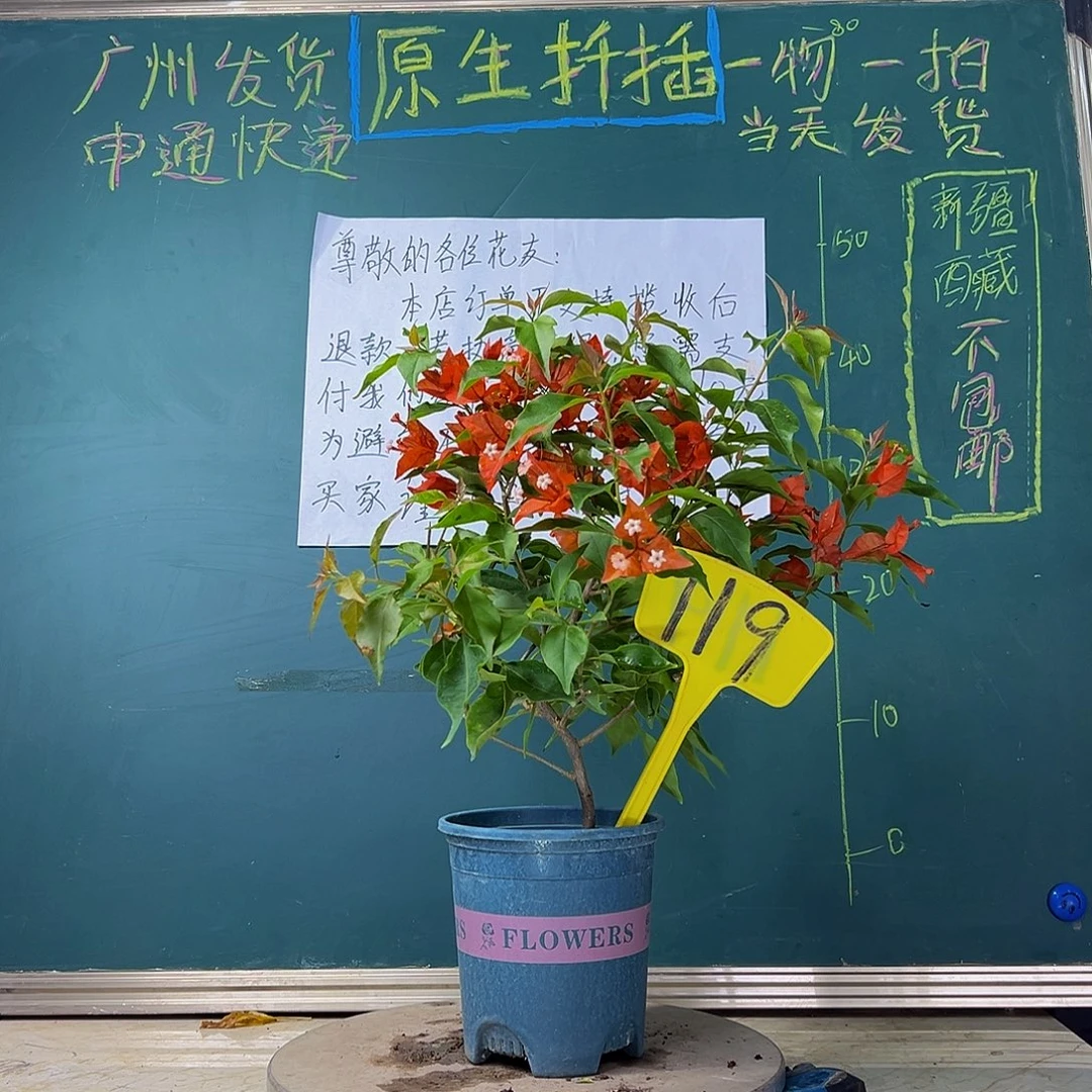 当前无花栽培后可以开花 福利 热火桑巴  119