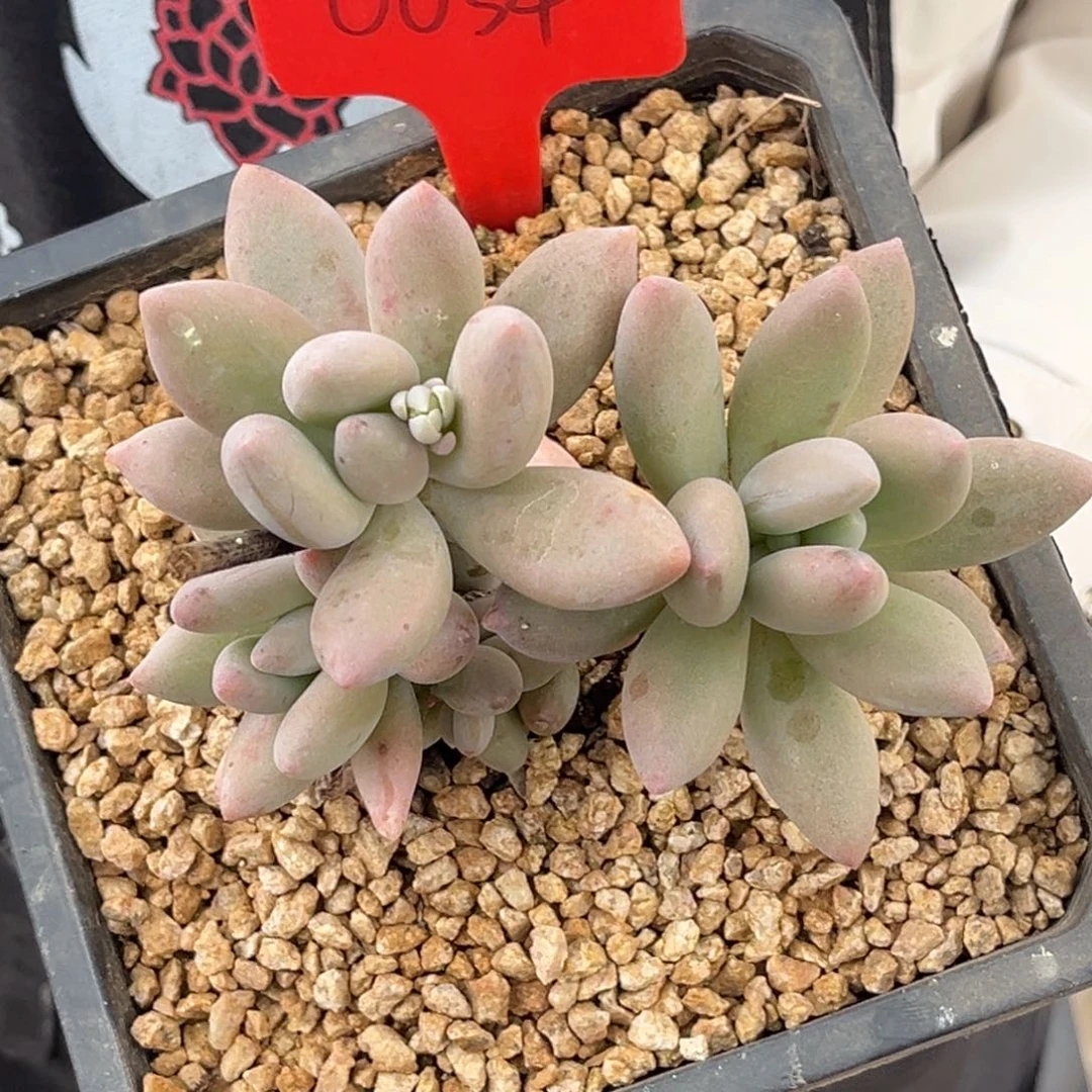 0034号上午多肉植物群生多肉植物