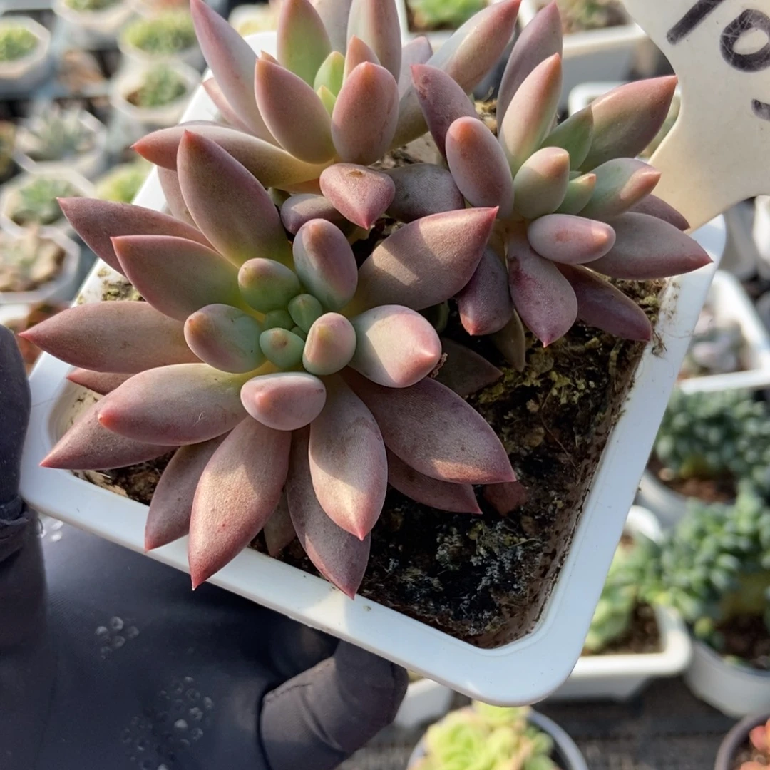 1036车厘子多肉植物