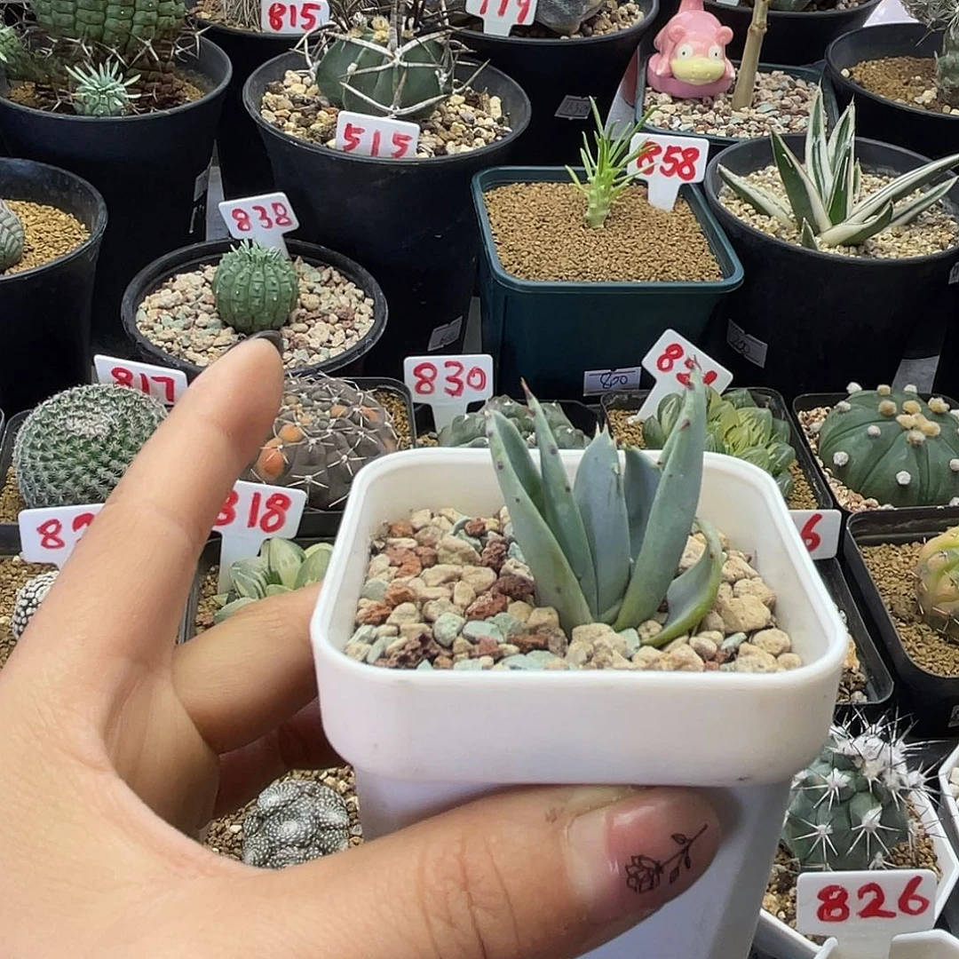 实生柏加芦荟仙人球