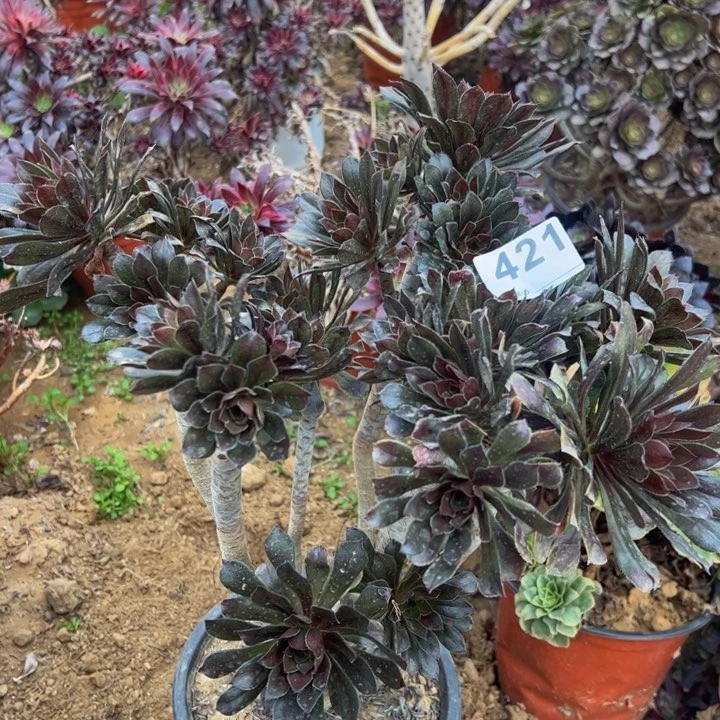 灰法师多肉植物421