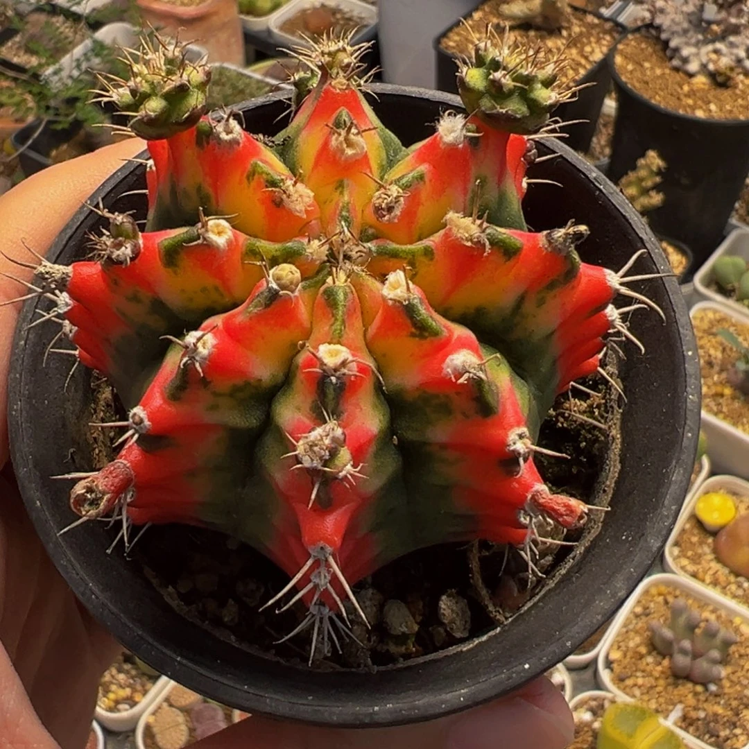 225多肉植物种类多样