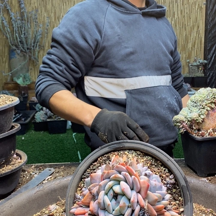 春***棠259号鹿角海棠多肉植物