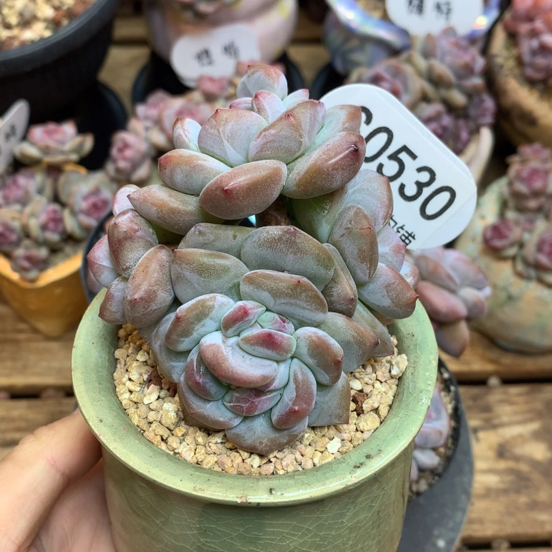 S0530 突尼斯 小树 背景同款