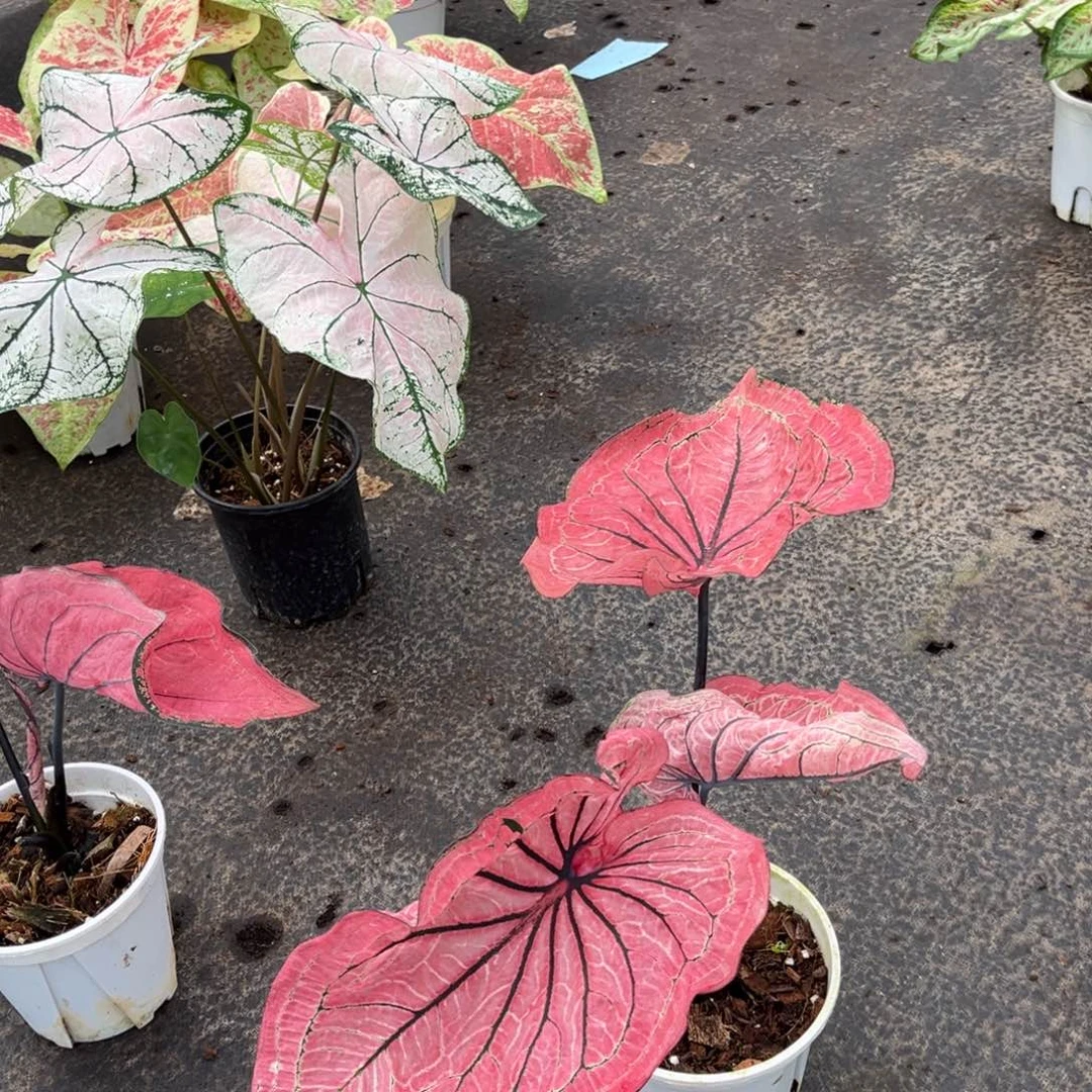 大部分花苞少量开放红肥绿瘦