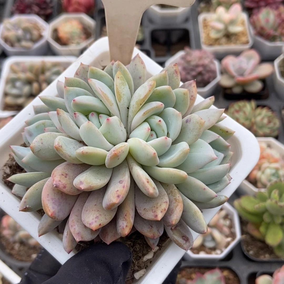 6026橙子多肉植物