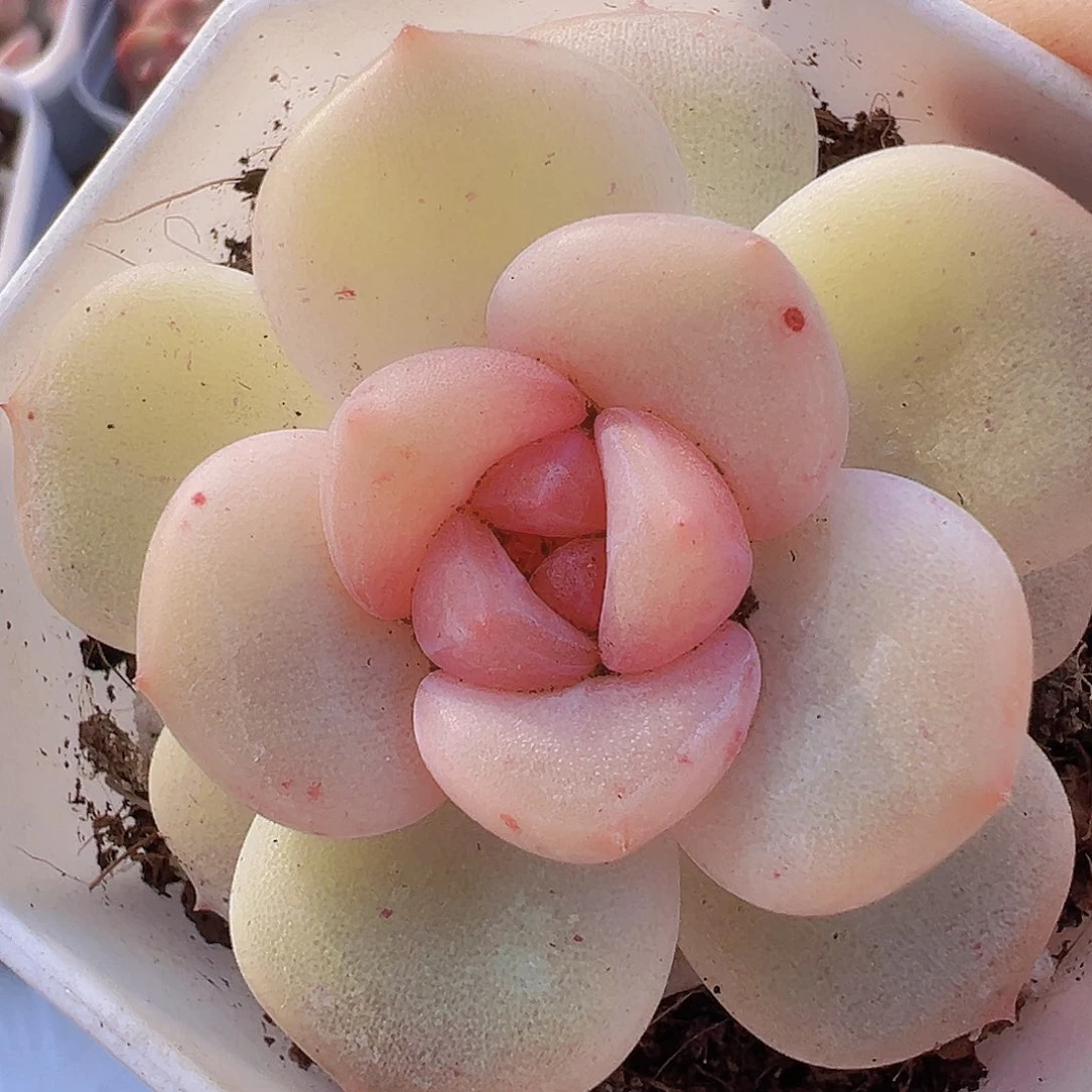 安娜珍妮19包邮多肉