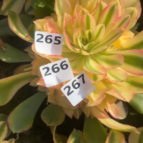 女**烟法师香妃3颗20-11