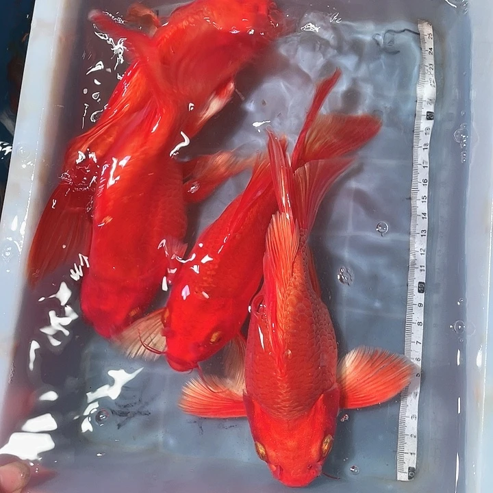 蝴蝶鲤鱼渔场直发08