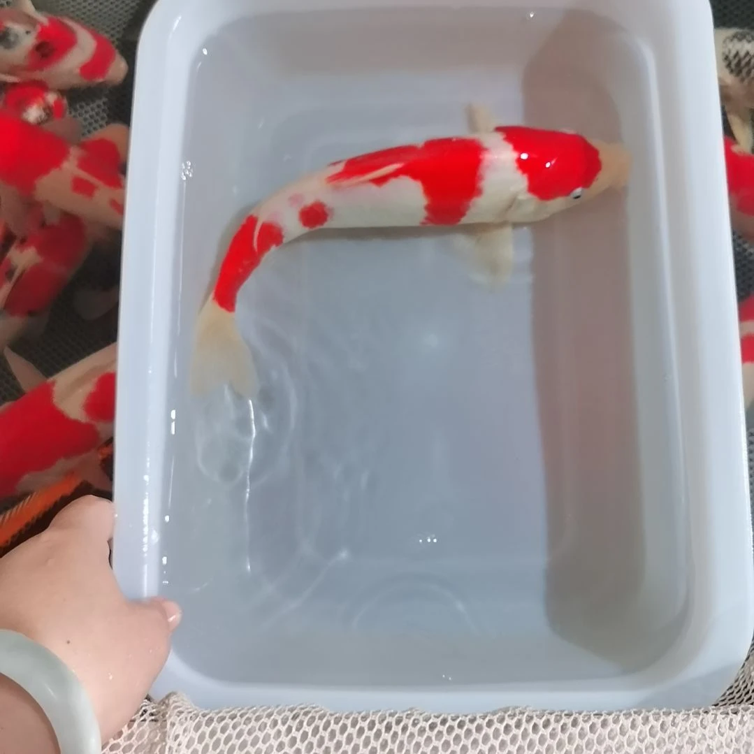 锦鲤精品锦鲤一条