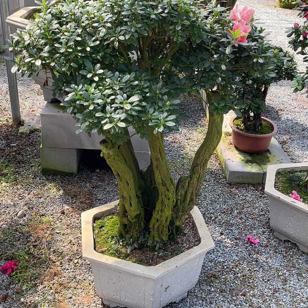 当前无花朵，栽培后可花朵行**水