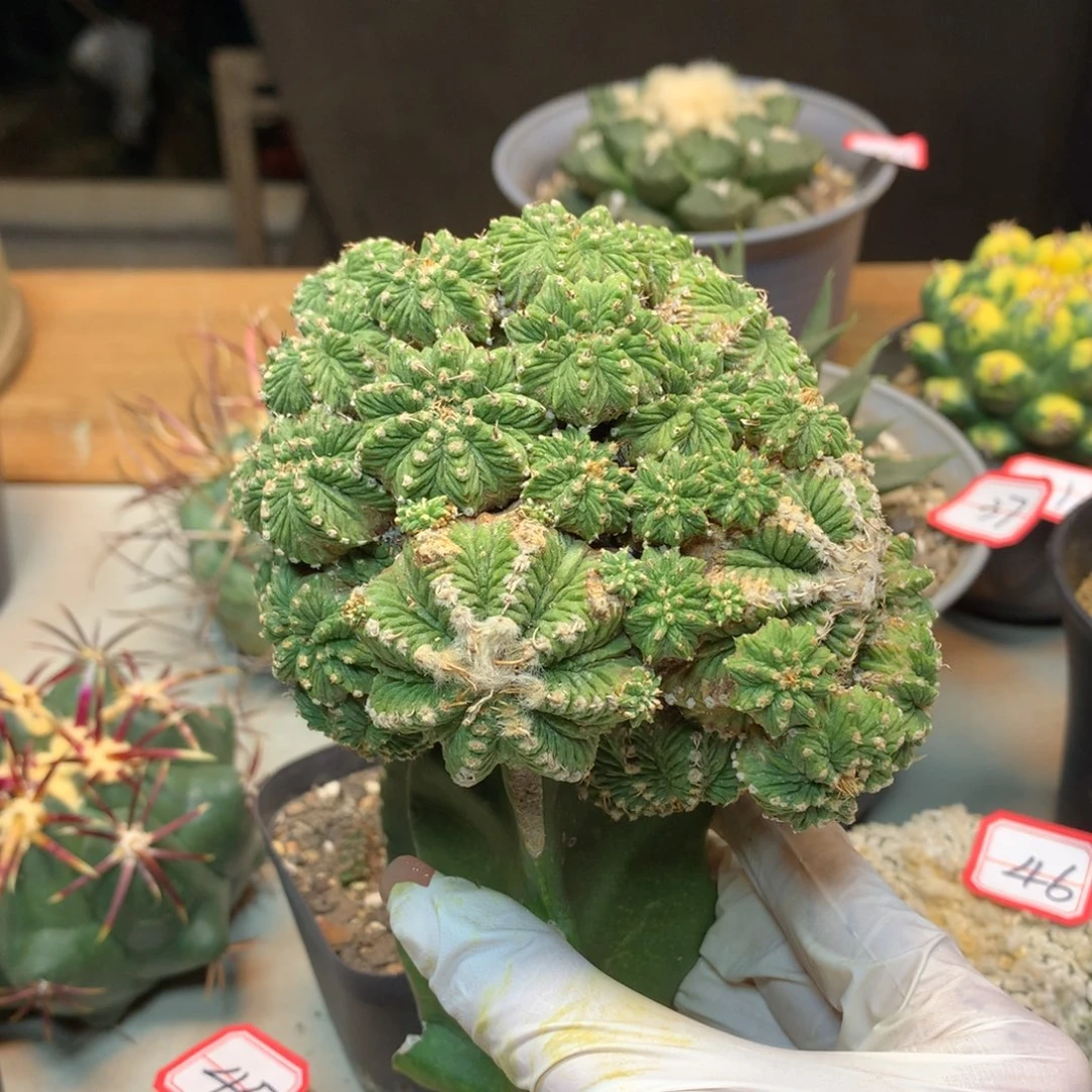51号  老花笼群生11.5公分 无根