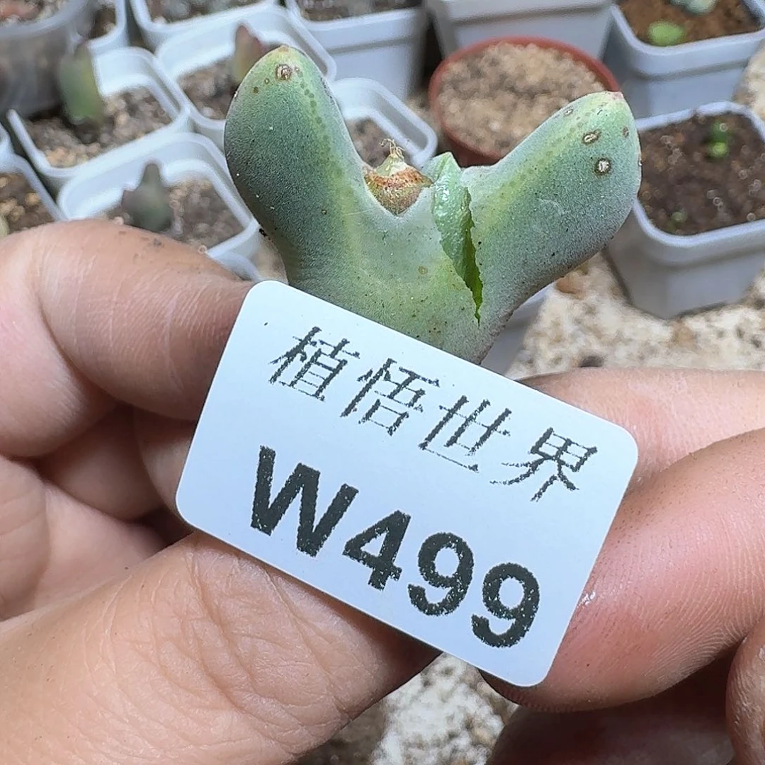 499盒多肉植物哇x c