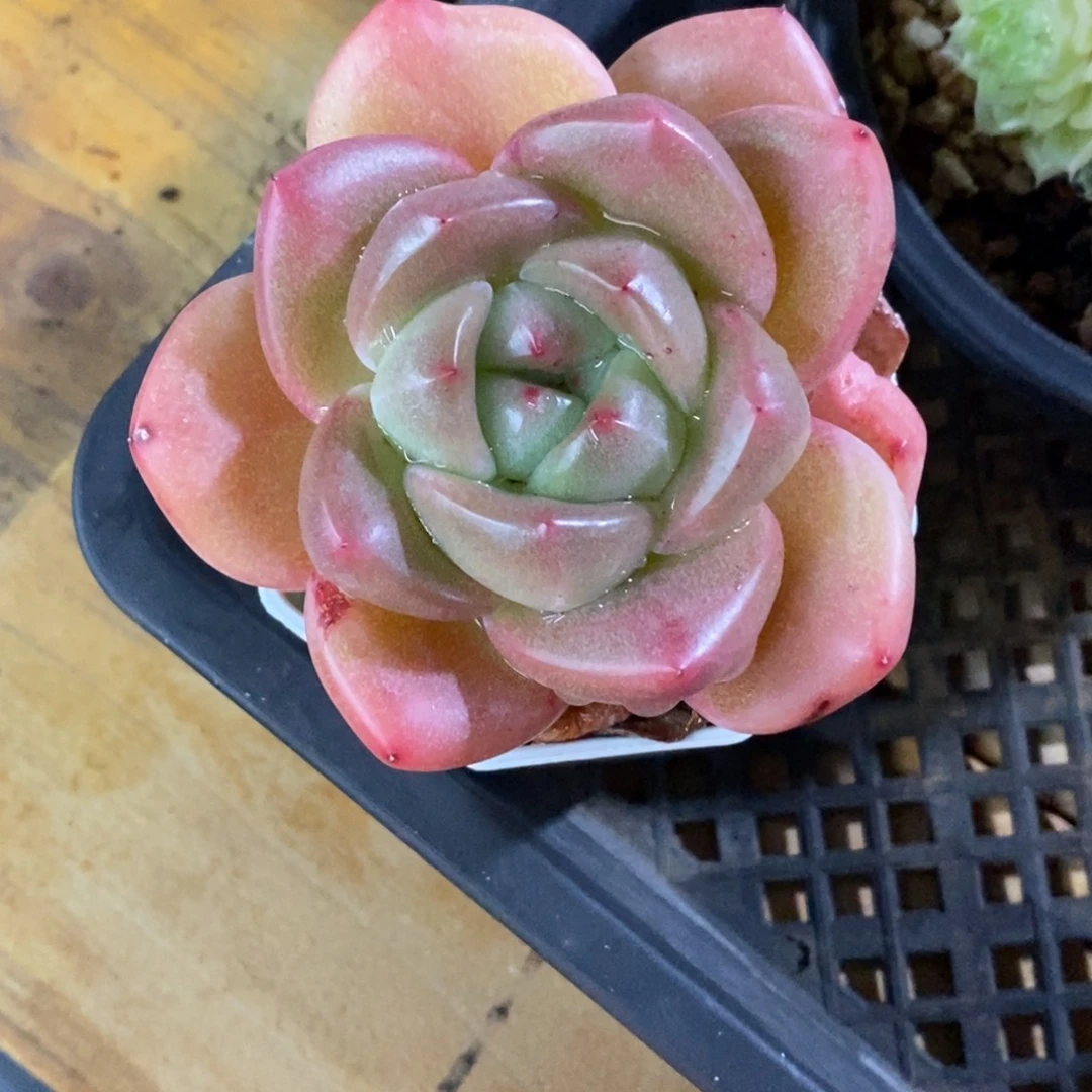 精品多肉一物一拍不包整151