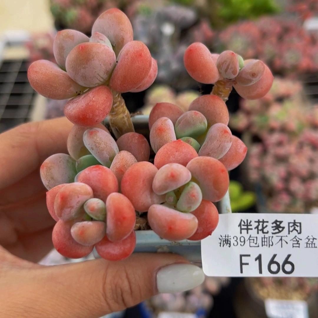 166-橘子香水洛神多肉5cm