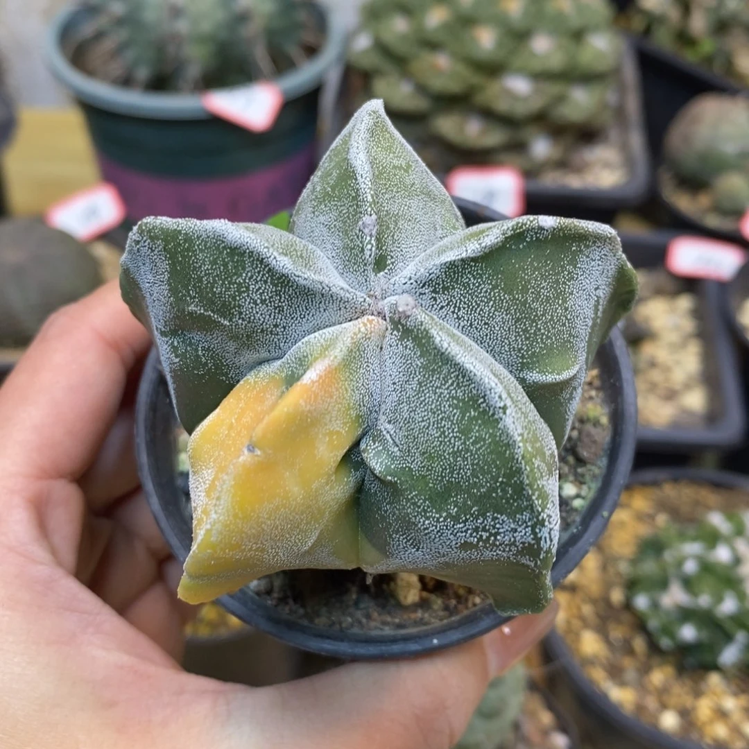 58号 实生鸾凤玉锦6.8公分带盆土