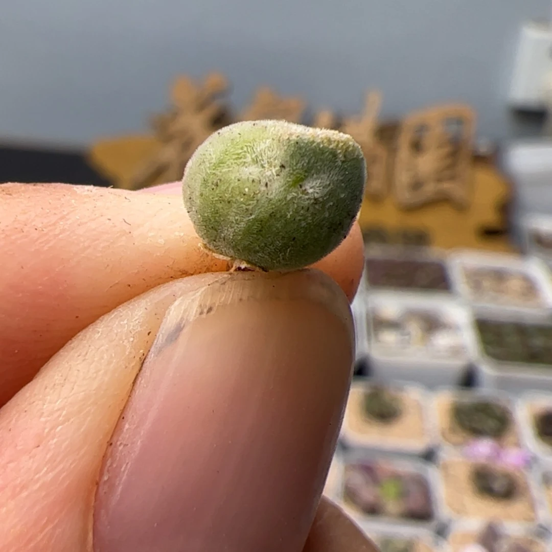 【闪购商品】000000012