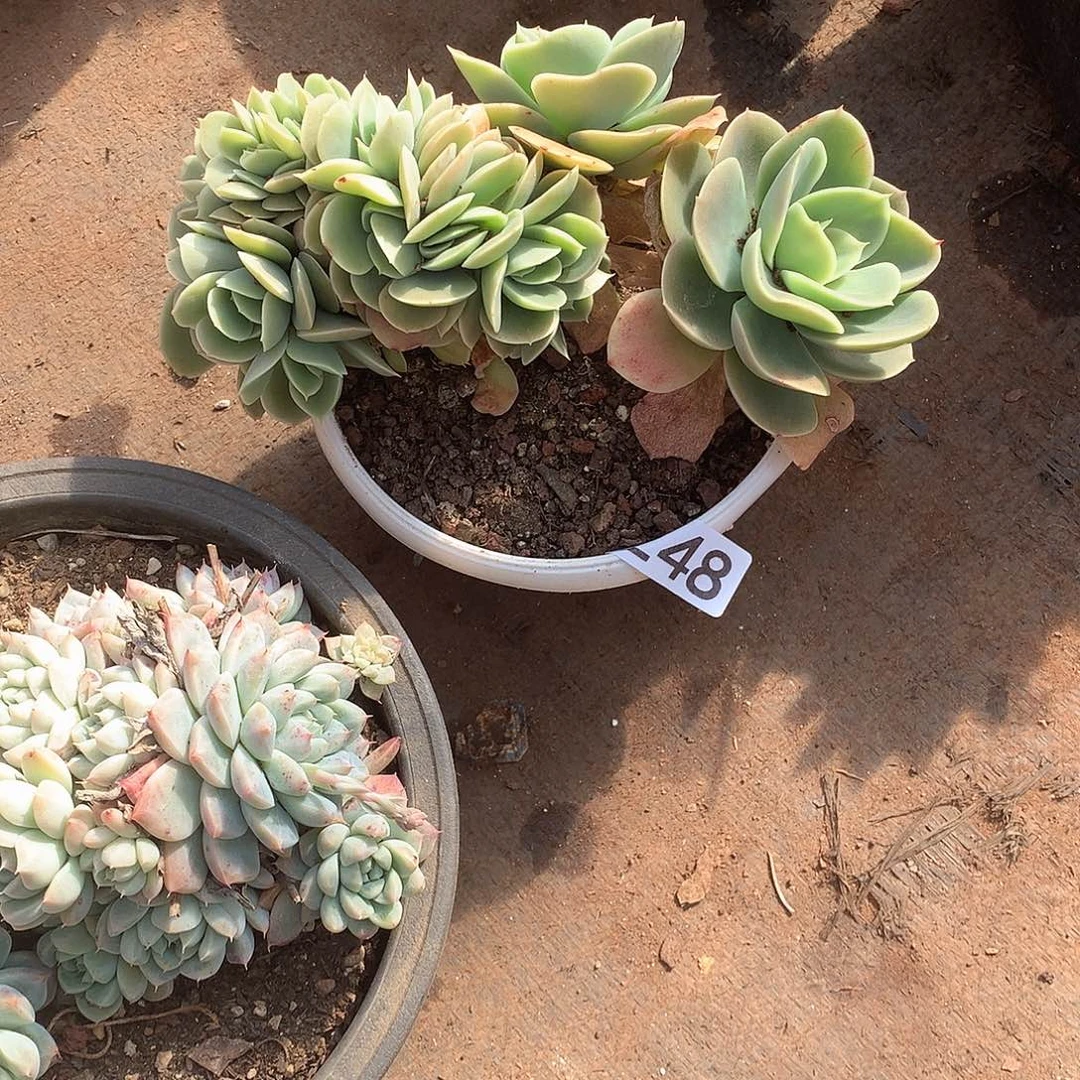 248 一物一拍多肉