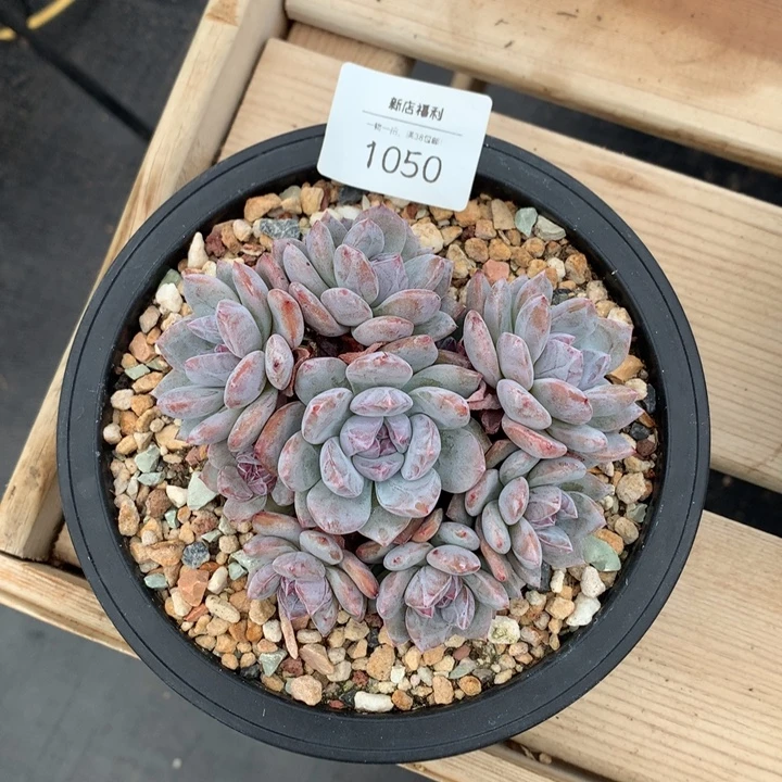 1050专拍石榴籽星影默认有砍