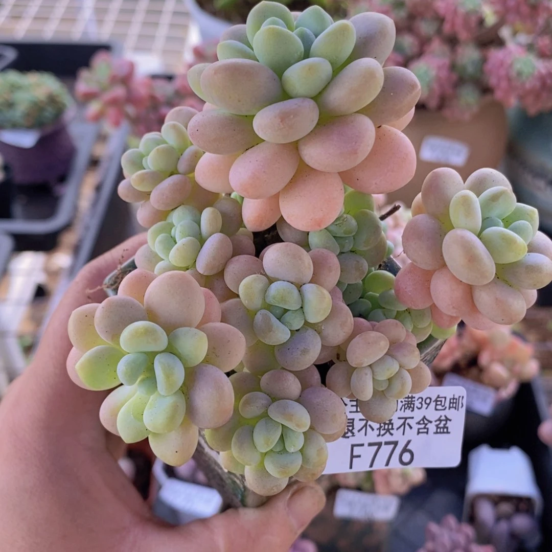 洛可可9cm776多肉植物