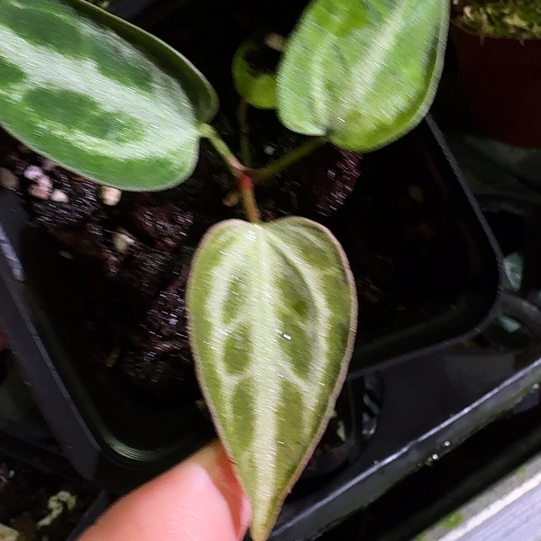 不开花植物面纱杂FTGW89