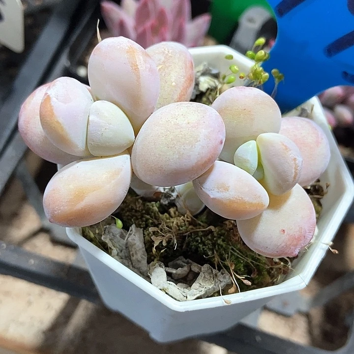 多肉植物793多肉