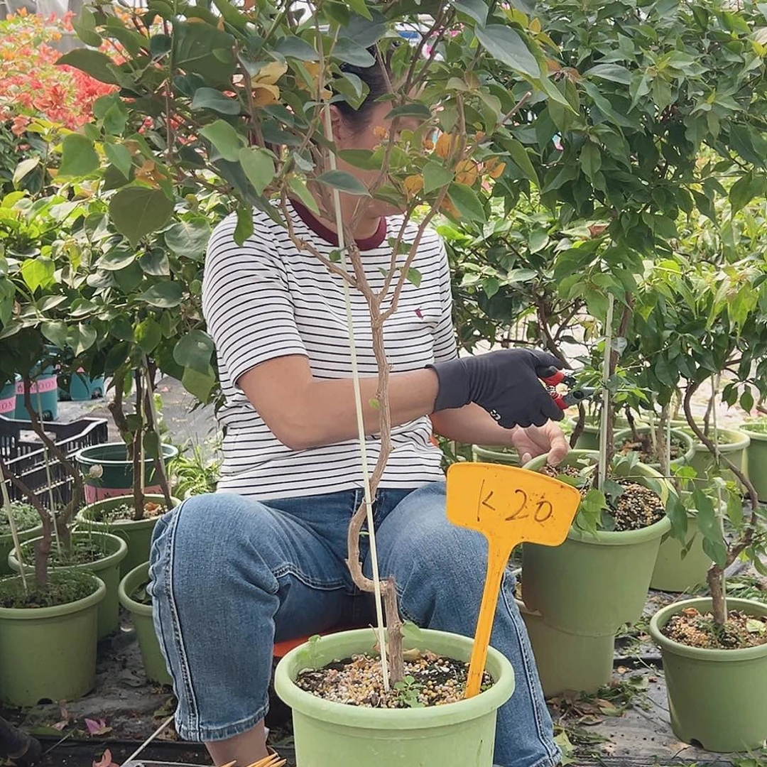 大部分花苞少量开放K20金色光辉