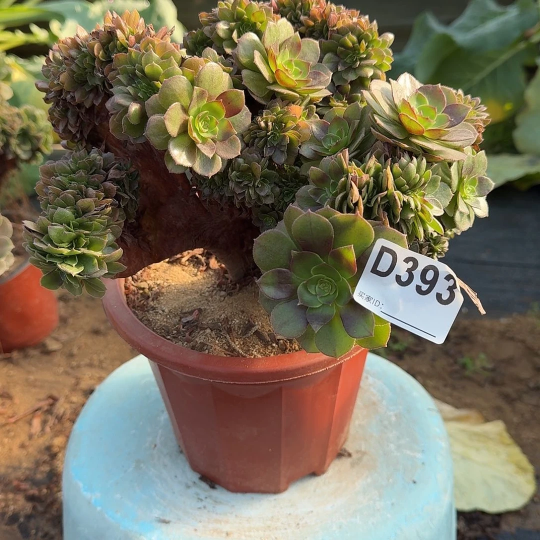 393万缀一颗满28包邮呀