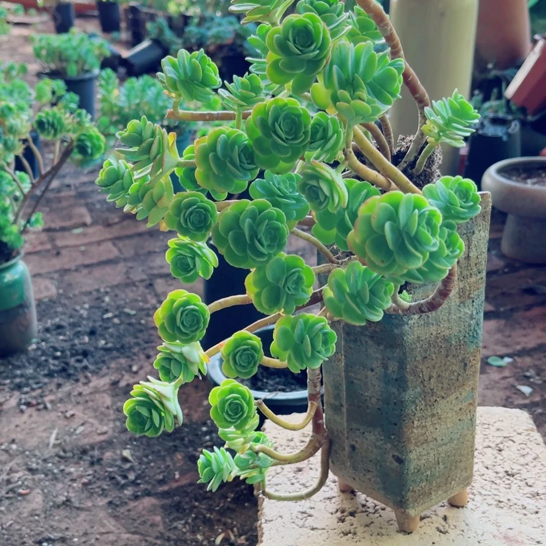 薄化妆一颗带土发货