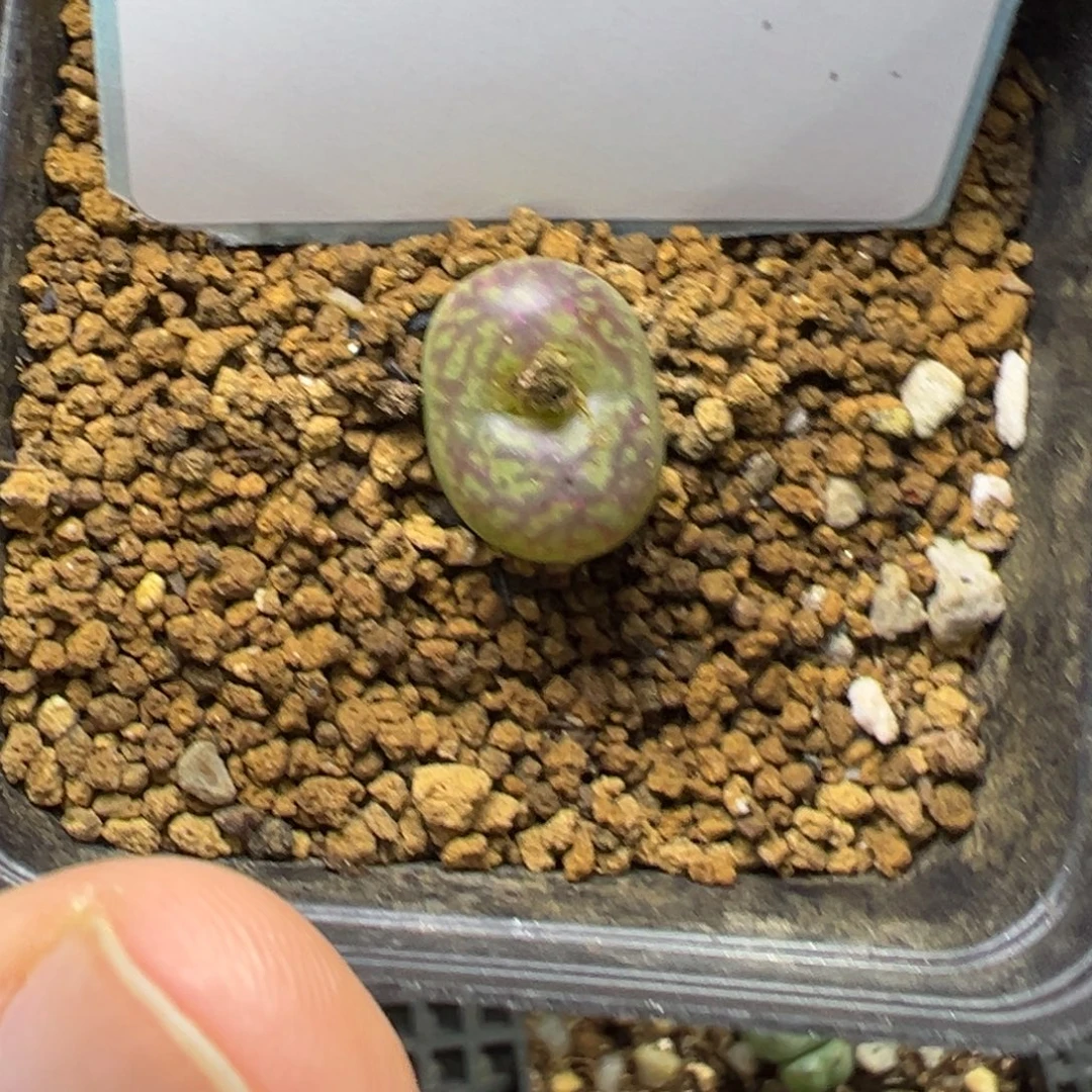 时****3-213肉锥多肉植物