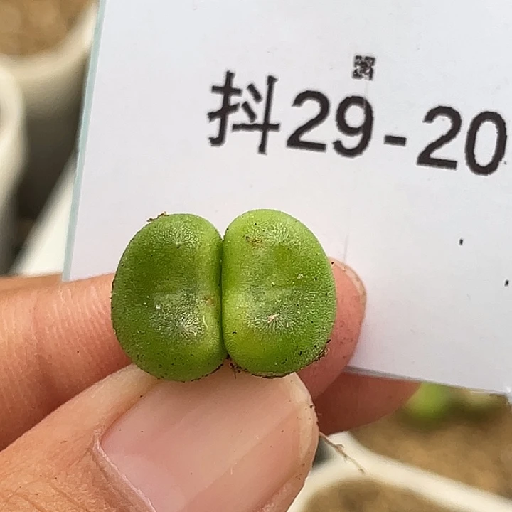 29-20水晶鞋多肉植物
