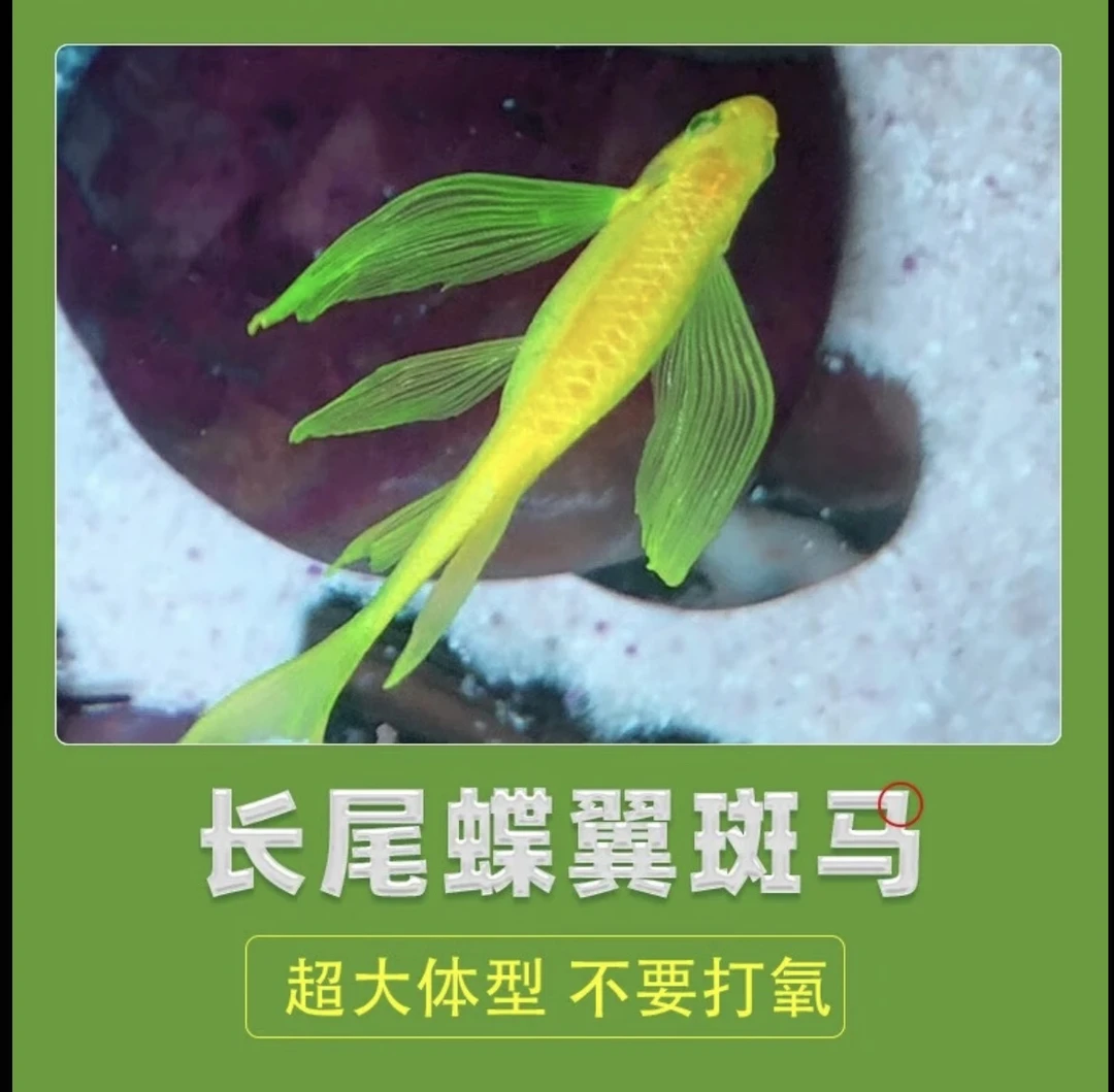 绿翡翠蝶翼斑马1条