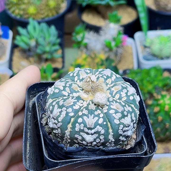 盾v实生兜一颗一颗