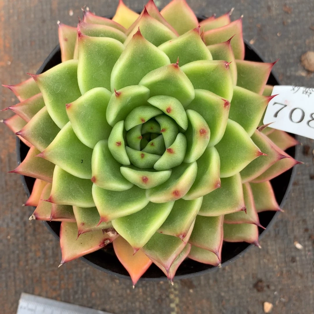 7086杂交多肉植物