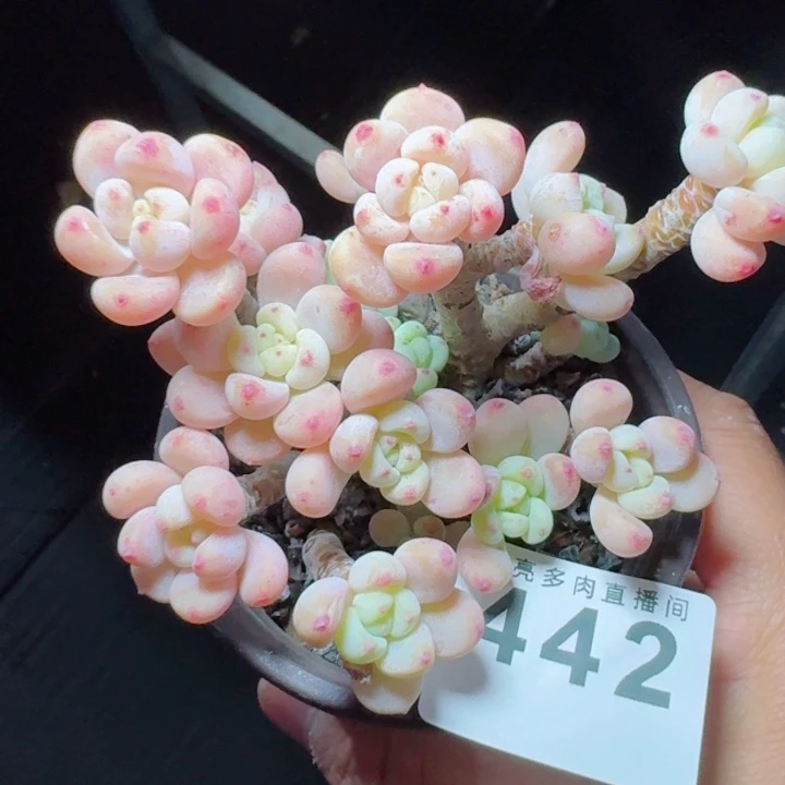 罗琦         精控精养多肉植物