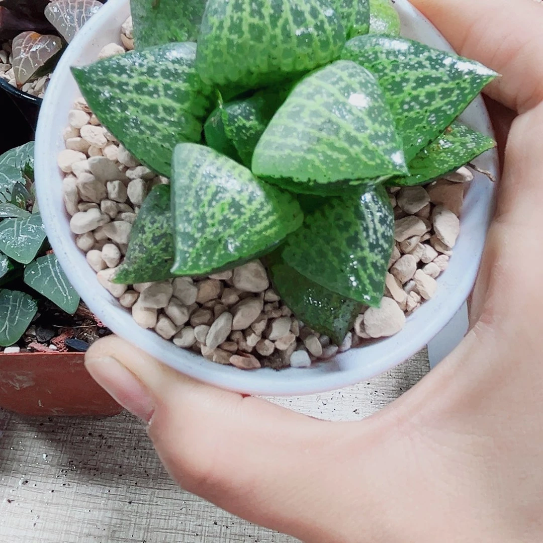 白鲸康平多肉植物7766666
