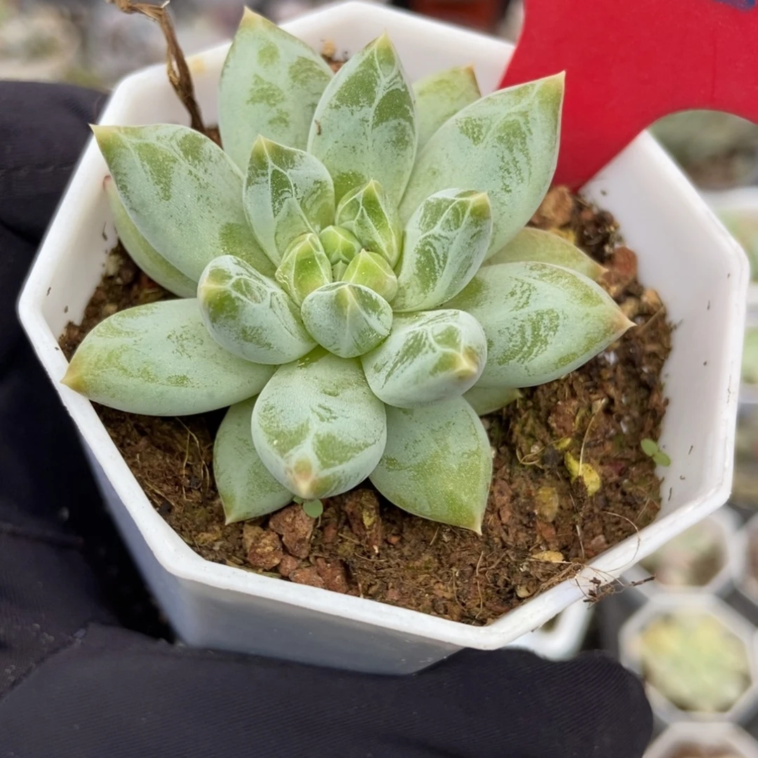 623伊丽莎白多肉植物