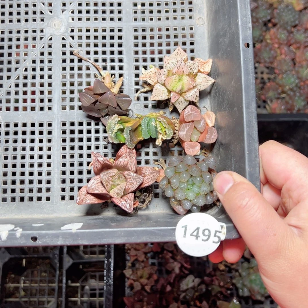 你****吗1495多肉植物，@