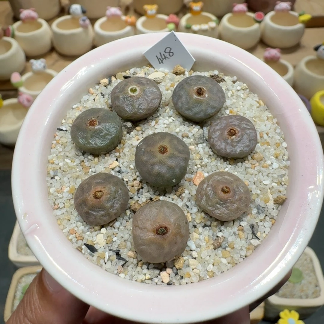 蘑菇1121烧麦多肉植物