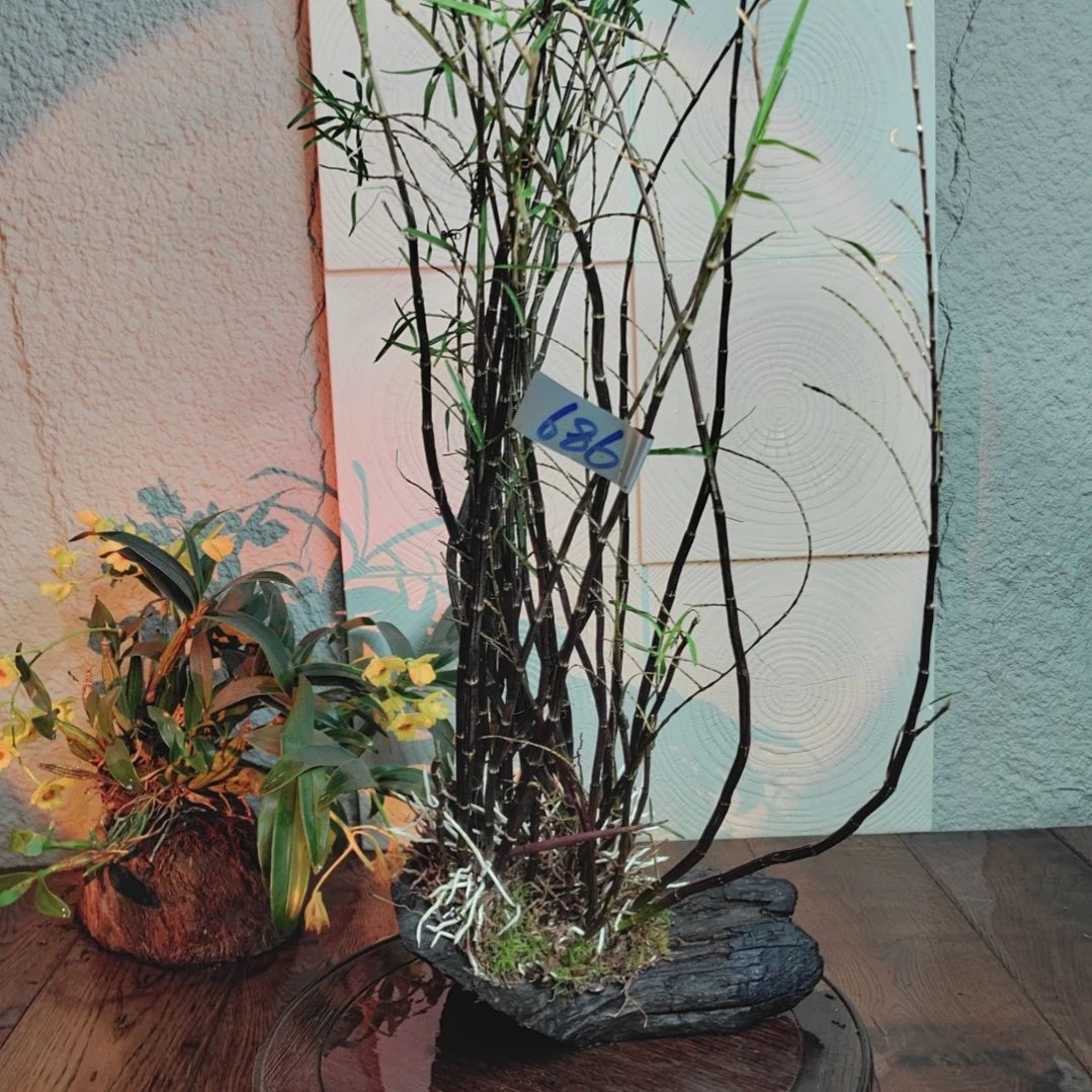 全部花朵686高桩姬竹叶花卉