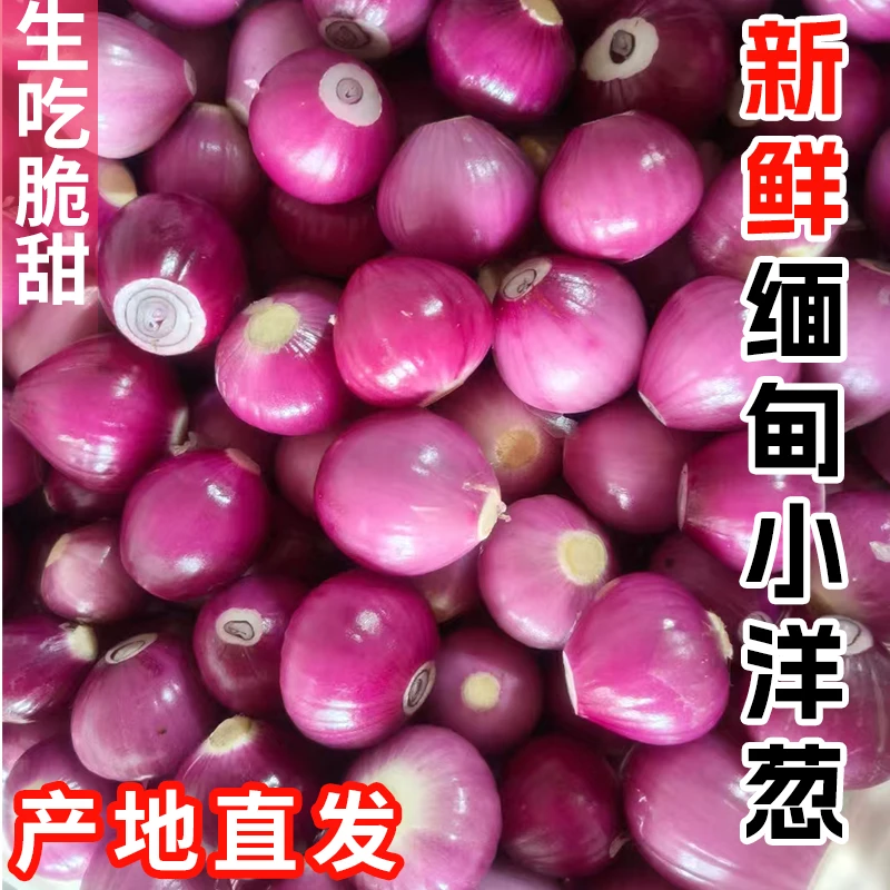 【丰美】东南亚小圆葱生吃凉拌咖喱提香包邮缅甸现货精品干葱头珠葱
