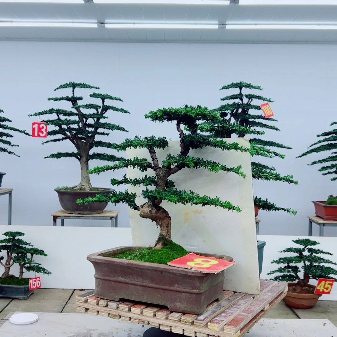 立***理无花朵罗汉松盆景造型树形象设计作品
