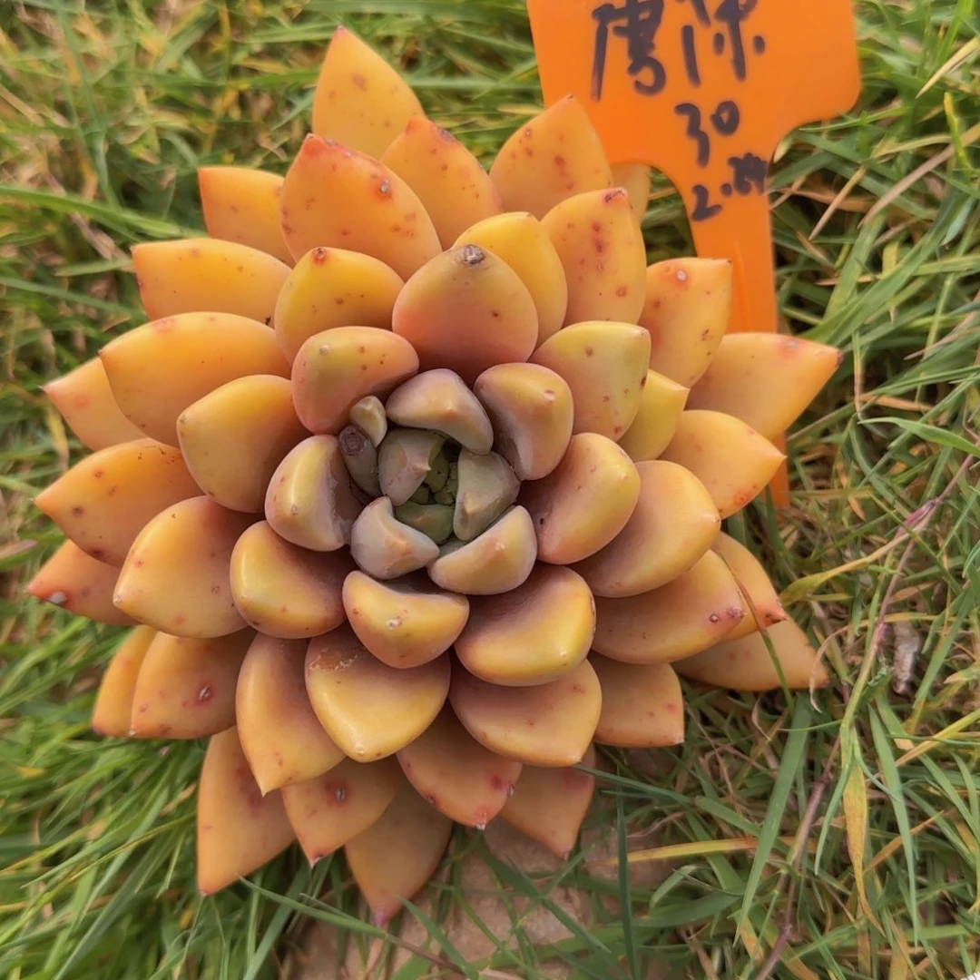 多肉植物红象牙 唐深