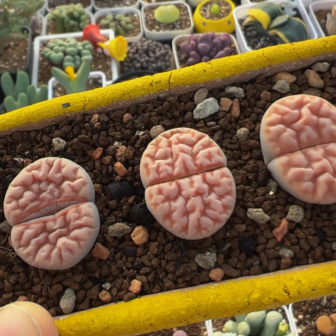 126多肉植物百科植物