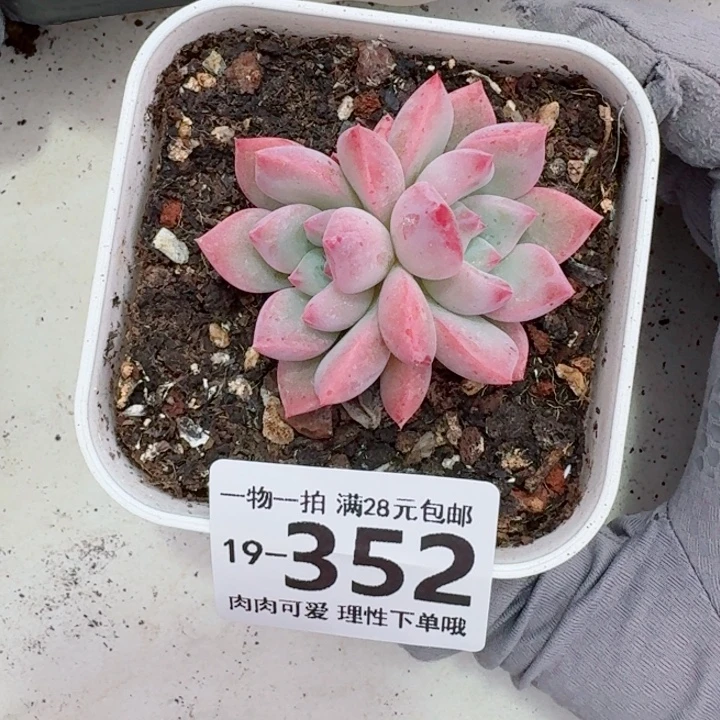 蛋吉多肉无盆土发货无