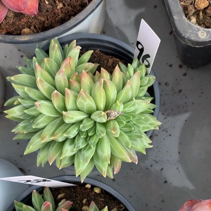 多肉植物7272737373773